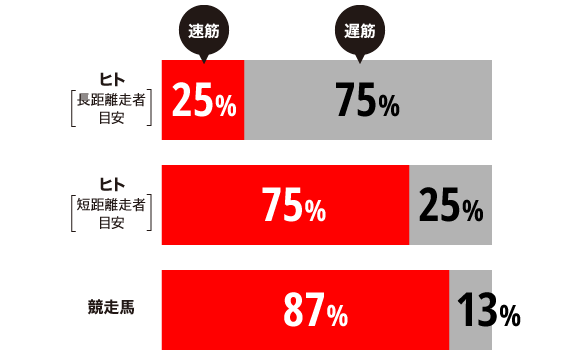 速筋、遅筋が占める割合