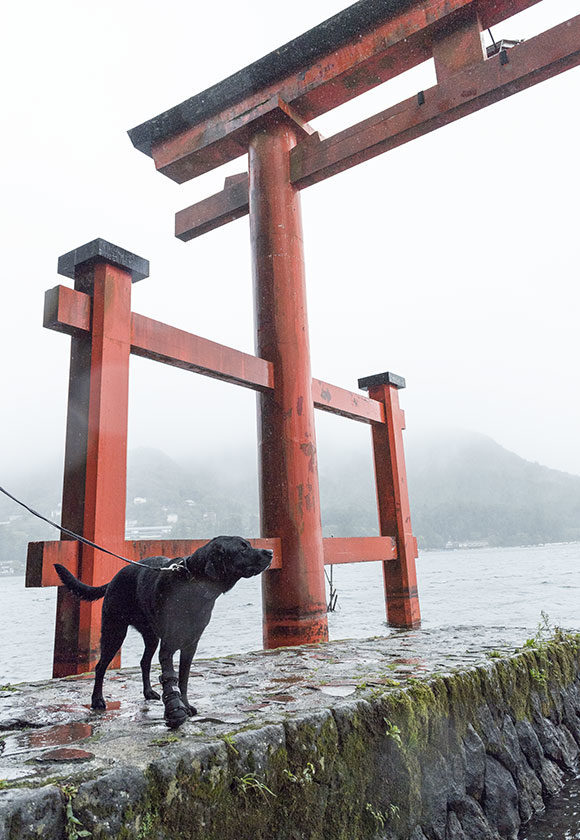 芦ノ湖畔のHARU