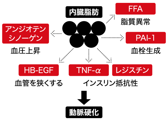 メタボを促す生理活性物質。